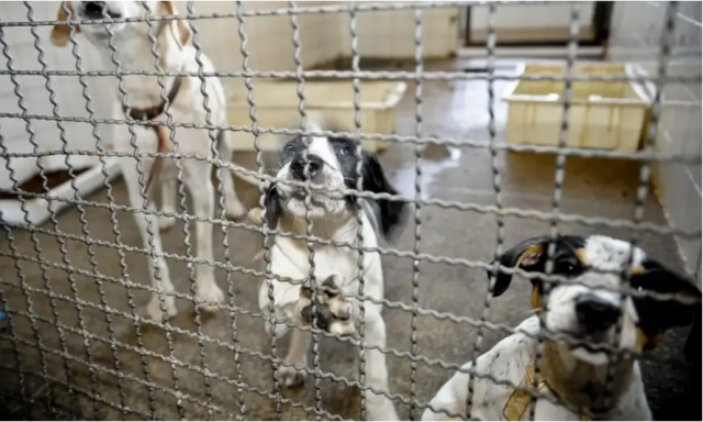 Câmara aprova projeto que proíbe uso de animais vivos em testes para cosméticos e produtos de higiene