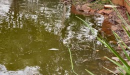 Vigilância Sanitária alerta sobre alimentação inadequada de peixes e aves nos lagos