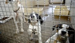 Câmara aprova projeto que proíbe uso de animais vivos em testes para cosméticos e produtos de higiene