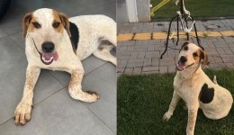 Polícia Civil investiga morte de cão comunitário "Abacate"