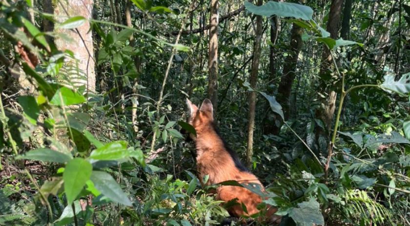 Após ser resgatado por PMs, lobo-guará volta à natureza com atuação de técnicos do IAT