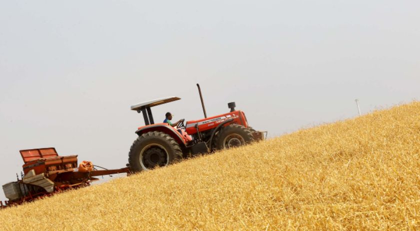 Boletim destaca início do plantio da 2ª safra de milho e aumento de 370% nas exportações do produto