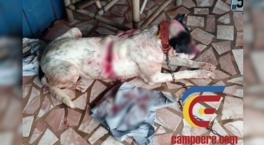 Ataque de cães deixa idoso gravemente ferido na Zona Rural de Marmeleiro