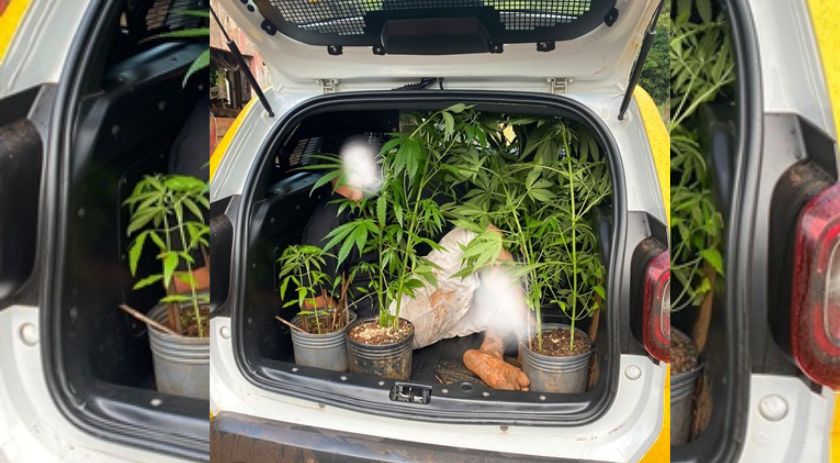 Homem é detido e seis pés de maconha são apreendidos em Marmeleiro