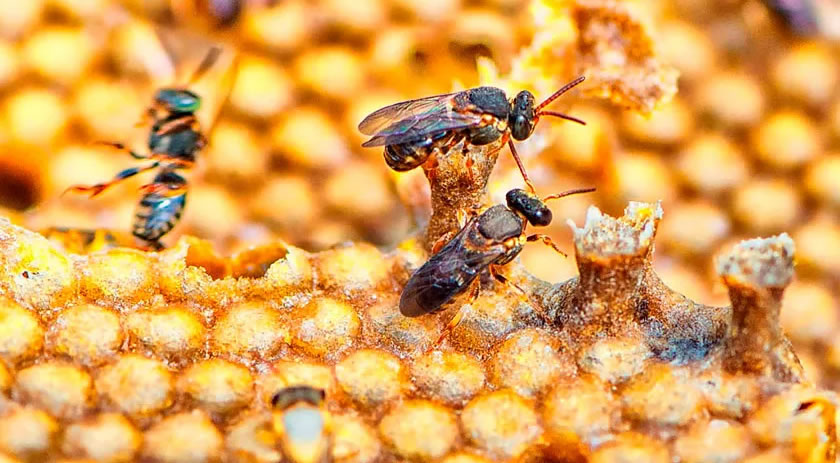 Estado detém 14,6% da produção nacional de mel e se torna líder do setor no país