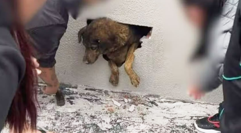 Cadela desaparecida há dez dias é encontrada dentro de parede concretada em obra