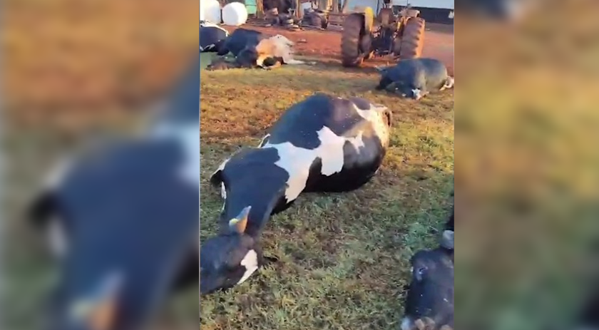 32 vacas morrem após curto-circuito em Marechal Cândido Rondon
