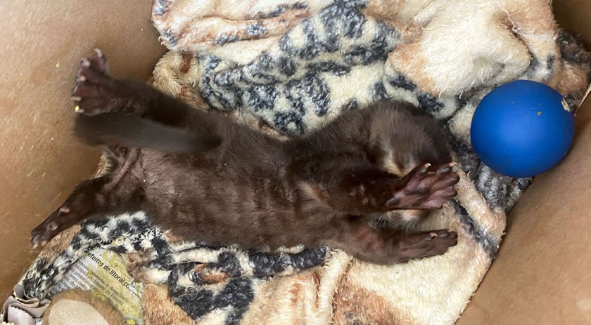 Filhote de lontra ganha uma nova casa no Paraná