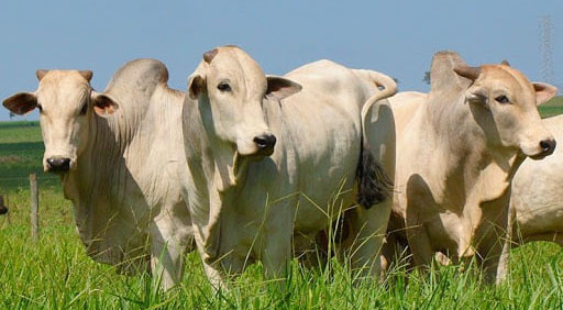 Arroba do boi gordo é vendida ao preço médio de R$ 290 na região