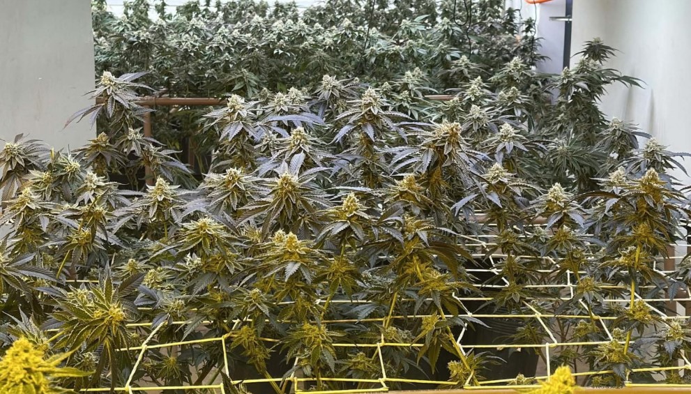PM apreende 350 pés de maconha em estufa no Paraná