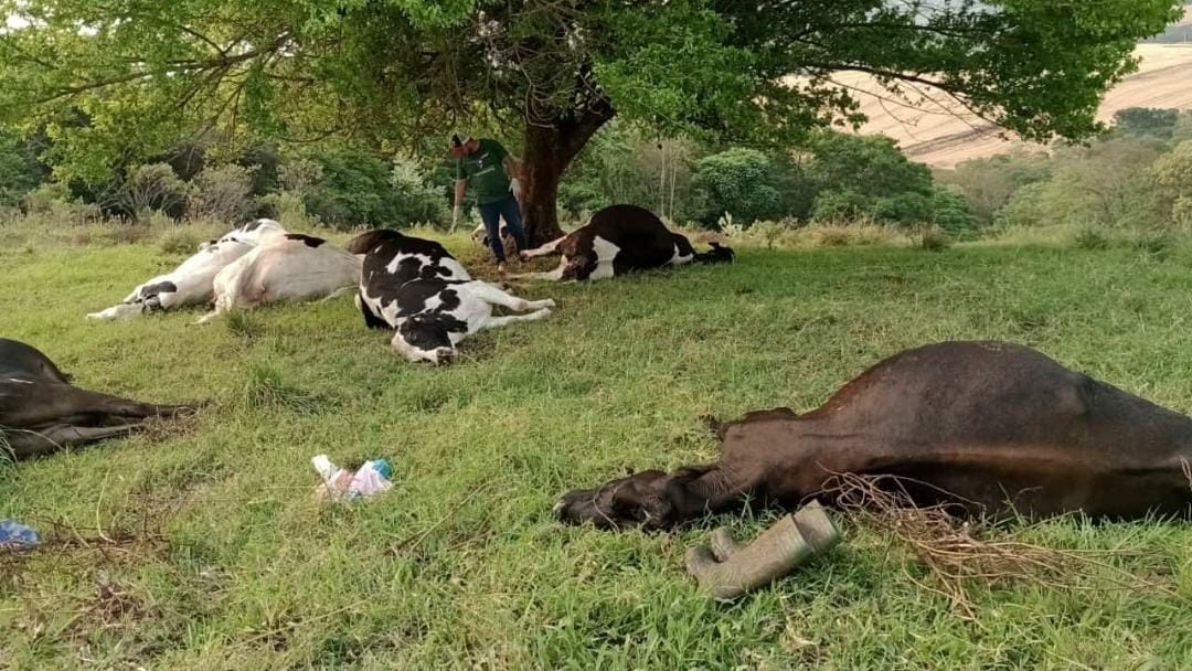 Vacas morrem por conta de descarga elétrica causada por raio