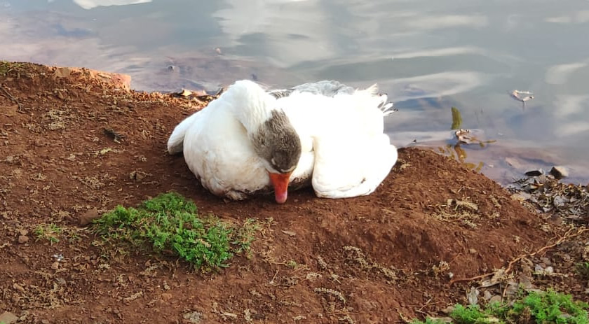 Ganso é encontrado com sinais de adoecimento no Parque Alvorada