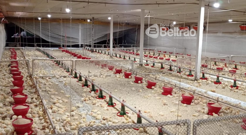 BRF tem vagas abertas em granjas na região de Dois Vizinhos