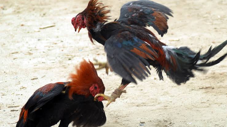 PM desarticula rinha de galo em Beltrão