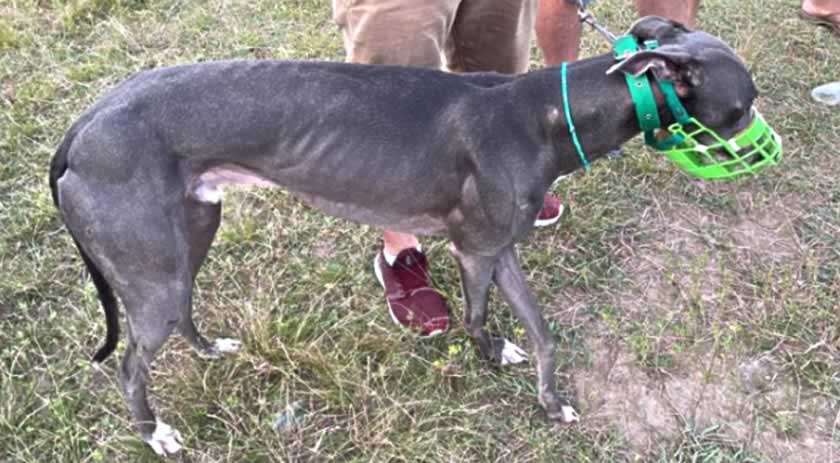 Proibição de corrida de cães é rejeitada pela Assembleia Legislativa de SC
