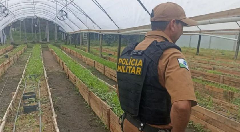 Após denúncia, Polícia Militar apreende mais de 700 pés de maconha em Guaratuba