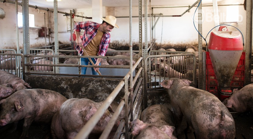 Suinocultura: ABPA prevê avanços e superação de crise setorial