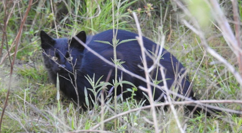 Gato-palheiro melânico é flagrado em Parque Estadual no Mato Grosso do Sul; entenda o fenômeno