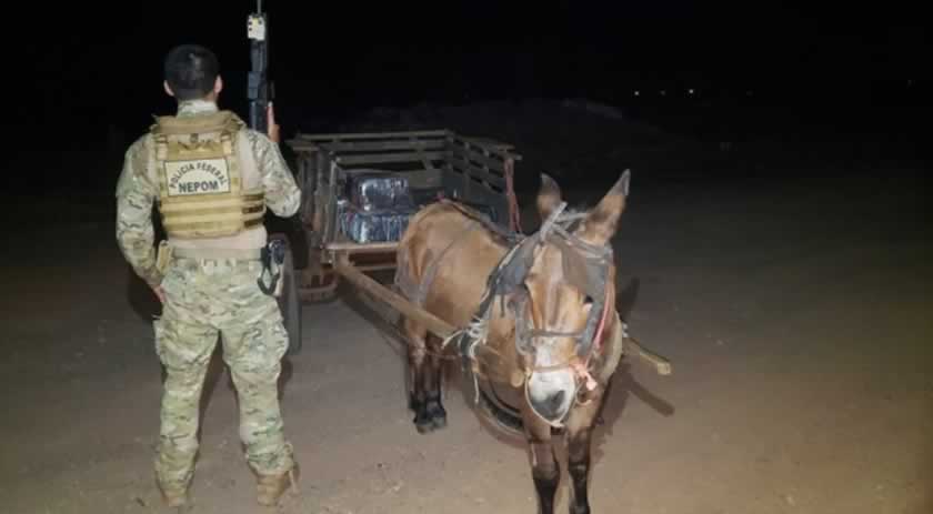 Burro de carga é encontrado com 300 quilos de maconha