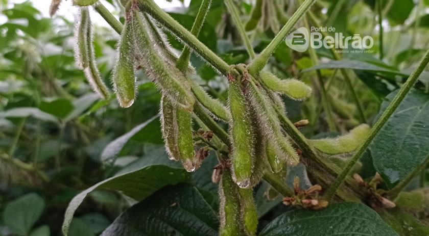 Agricultores da região de Beltrão amargaram prejuízo de bilhões com a soja