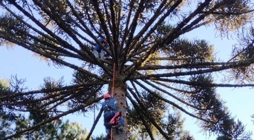 Homem fica preso em pinheiro ao tentar colher pinhão