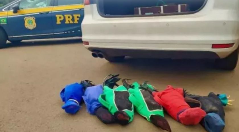 Prefeito de Boa Vista da Aparecida é flagrado com galos de rinha em carro da prefeitura