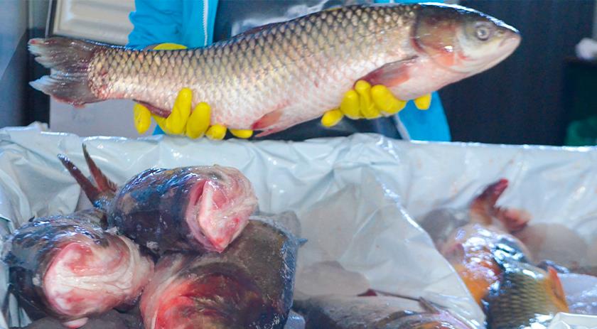 Feira Livre Municipal ficará aberta até as 19h desta quinta-feira (01), sem fechar ao meio dia