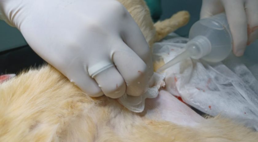 Atendimentos do Centro de Zoonoses aumentam a cada ano