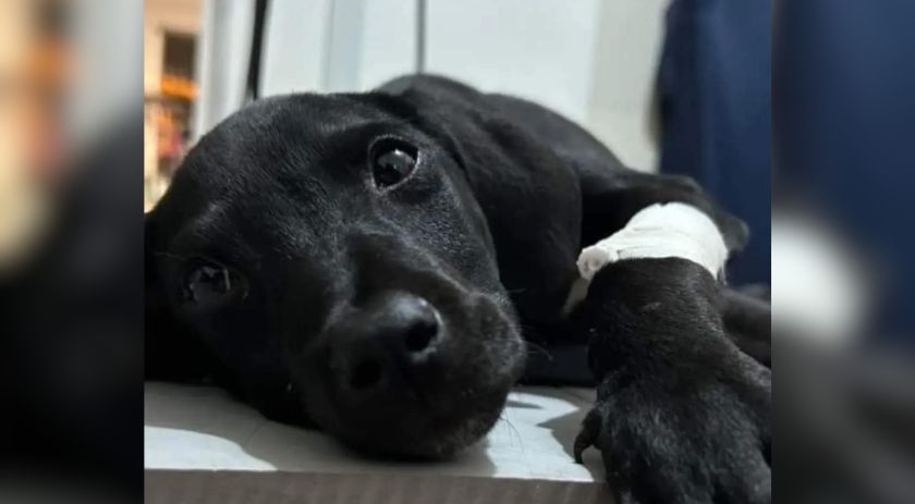 Polícia Militar prende homem por atirar contra filhote de cachorro