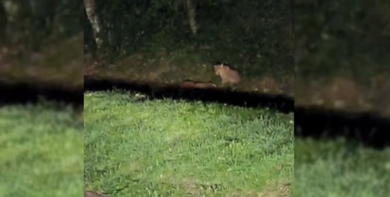 Onça-pintada é vista caçando veado em rodovia do parque das Cataratas do Iguaçu