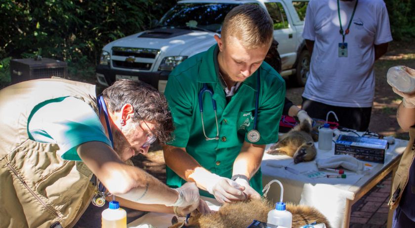 UFFS - Campus Realeza desenvolve projeto para atendimento de animais silvestres da região