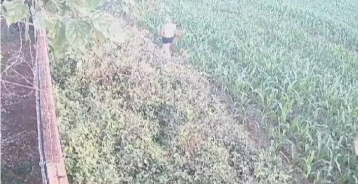 Homem é flagrado dando marteladas e abandonando cadela com câncer