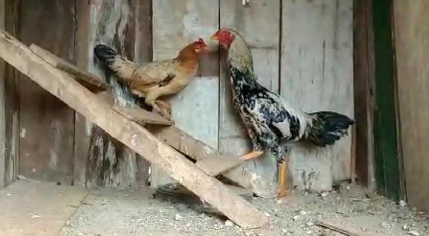 Galo é apreendido após cantar durante a madrugada no Paraná, diz PM