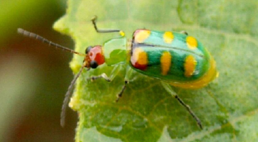 IDR-PR alerta produtores de hortaliças para combate à vaquinha verde-amarela