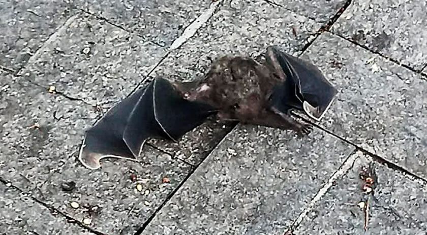 Morcego achado em casa passa por análise de raiva