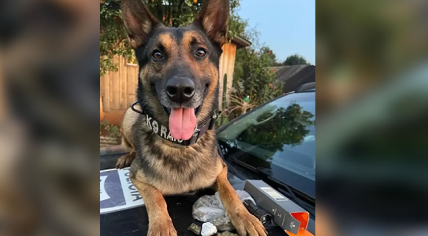 K9 Raio é afastado das operações por problemas de saúde após trajetória marcante na Polícia Civil