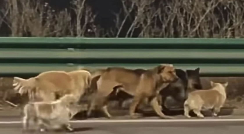 Sete cães de raça escapam de traficantes de carne e caminham 17 km em fuga heróica