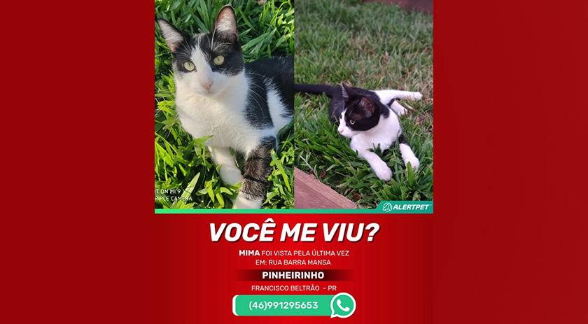 Mima, a gata, está desaparecida