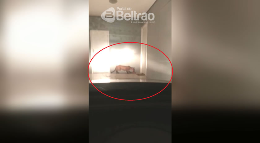VÍDEO: internauta filma onça parda no bairro Vila Nova