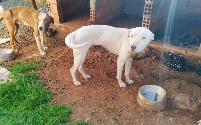 Polícia Civil resgata cães que sofriam maus-tratos