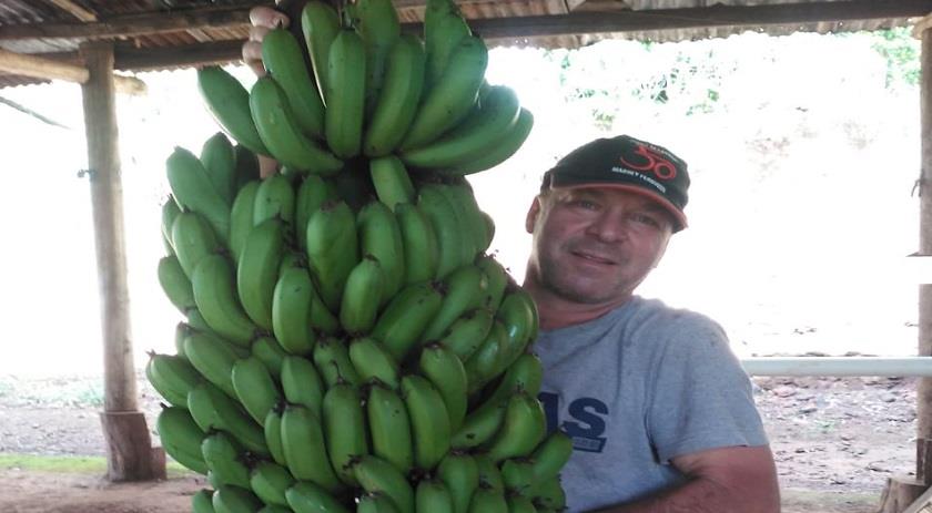 Cacho de Bananas com 42 kg vira atração em propriedade do Sudoeste do Paraná
