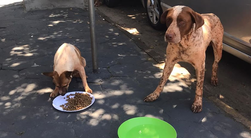 Cães abandonados circulam pelo Centro de Beltrão