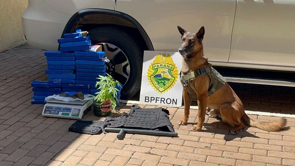 Operação com cão K9 encontra maconha, colete tático e objetos do tráfico em residência