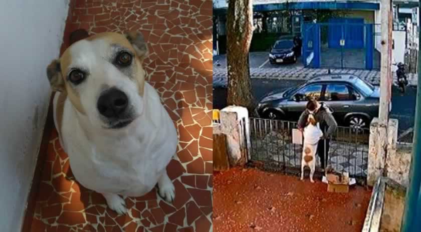 Homem rouba roupinha de cadela no quintal de casa