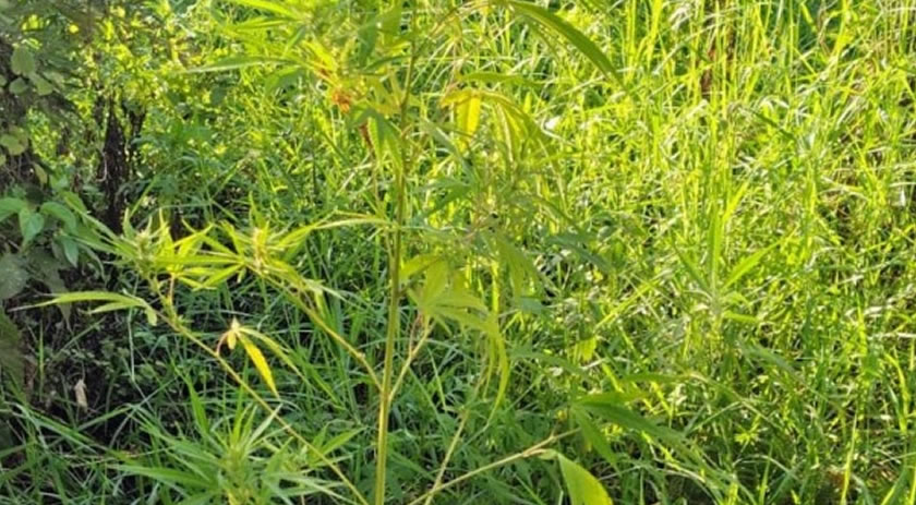 Plantação de maconha é encontrada em área embargada pela Justiça no interior