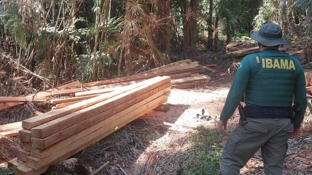 IBAMA flagra corte ilegal de araucárias na Terra Indígena Mangueirinha