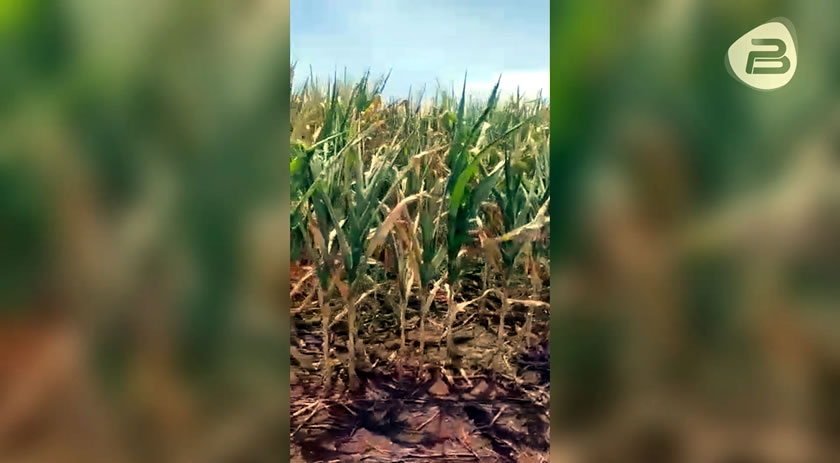 Estiagem e calor intenso prejudica lavoura de milho em Capanema