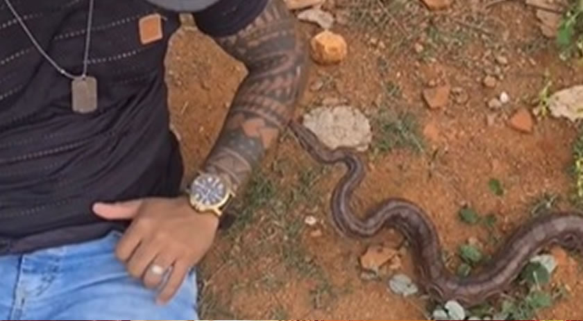 Rapaz dá o braço e leva picada de cobra venenosa