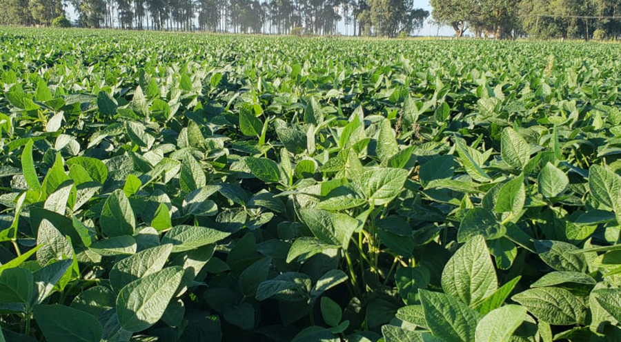 Técnica é capaz de aumentar produtividade de grãos em 26 sacas por hectare no Sul