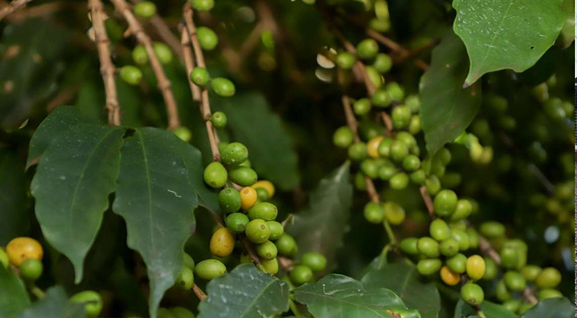 Café paranaense de Mandaguari é reconhecido com 20ª indicação geográfica do estado